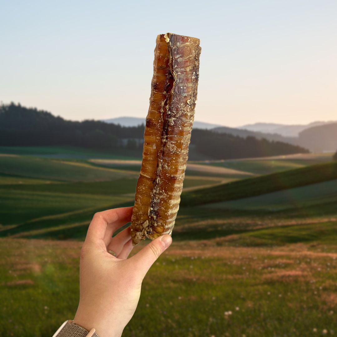 Beef Trachea 12cm Natural Dog Treat